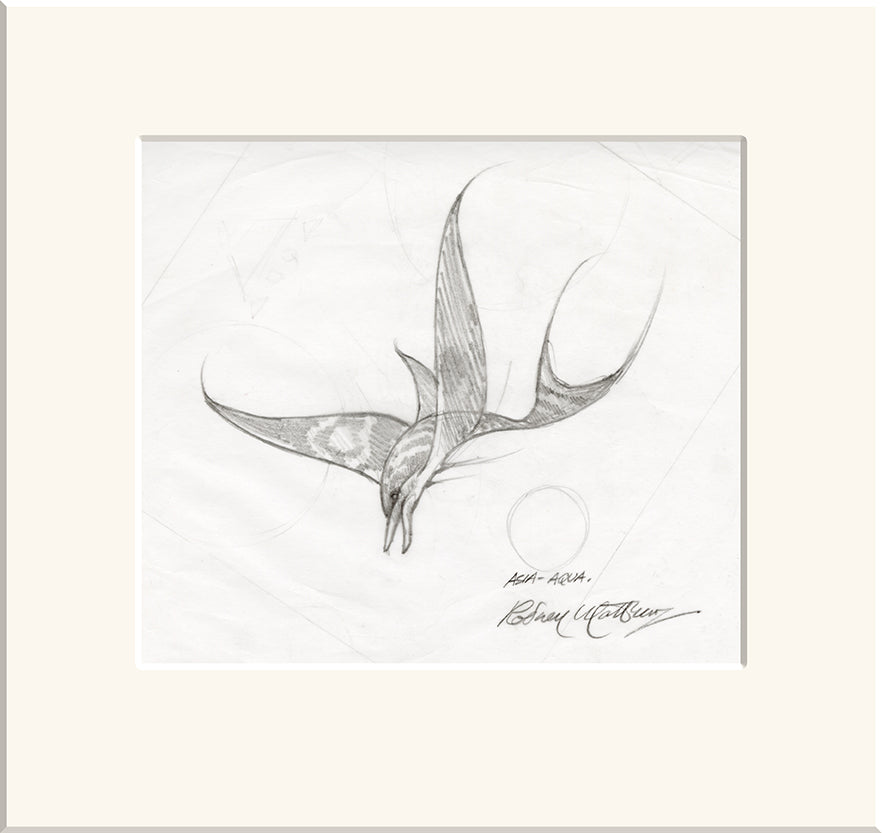 Dolphin Study for Aqua (Asia) original pencil sketch by Rodney Matthews